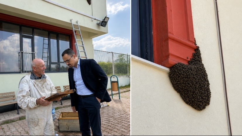 Ana arı okulun pencere kenarına kondu, o anlar dikkat çekti
