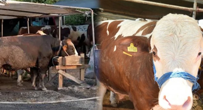 Malatya’da 20 bin TL, çevre illerde 14 bin TL: Kurban kesim ücretleri tepki çekti