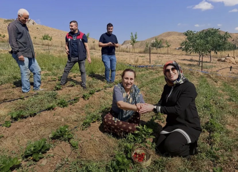 Kuluncak’ta yüzde 100 hibeli organik çilek projesinde ilk hasat yapıldı